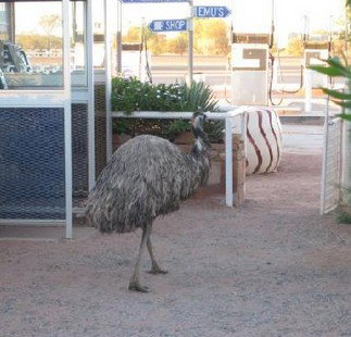 Curtin Springs Station - Tourism Search 5