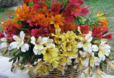 Huon Valley Bed And Breakfast - Tourism Search 3
