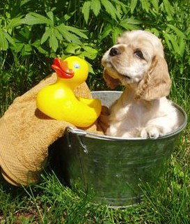 Four Seasons Holiday Park - Tourism Search 4