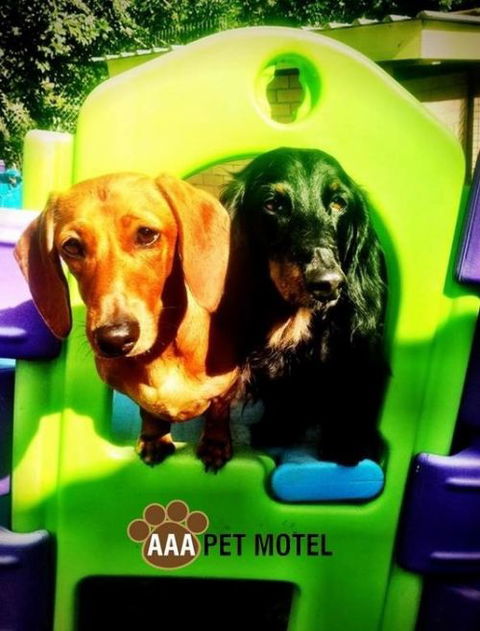 AAA Pet Motel - Tourism Search 0