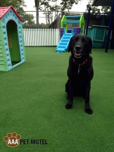 AAA Pet Motel - Tourism Search 1