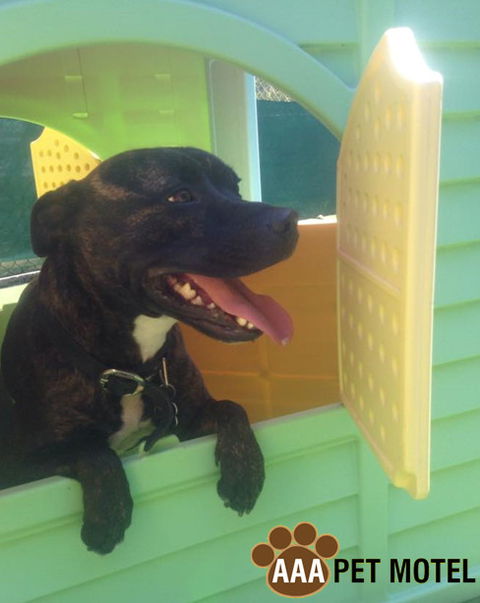 AAA Pet Motel - Tourism Search 4