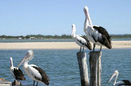 Tuncurry Sunset Motel - Tourism Search 3