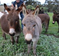 Donkey Tales Farm Cottages - Tourism Search