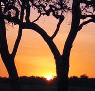 Coodardie Station Stay - Tourism Search