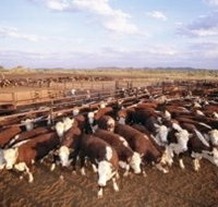 Bond Springs Outback Retreat - Tourism Search