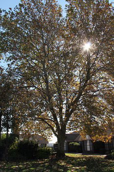 Airport Motel Sir Francis Drake - Tourism Search 16