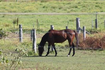 Airport Motel Sir Francis Drake - Tourism Search 17