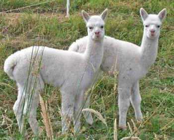Valley Farm Vineyard Cottages - Tourism Search 2