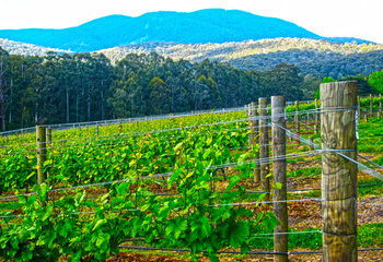 Valley Farm Vineyard Cottages - Tourism Search 10