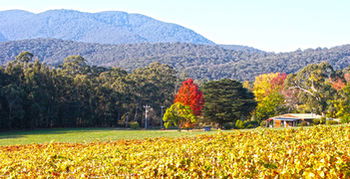 Valley Farm Vineyard Cottages - Tourism Search 11