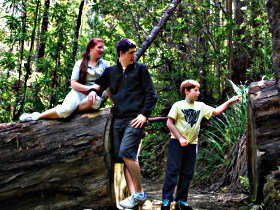 Tahune Airwalk Lodge - Tourism Search 0