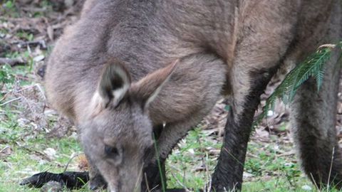 Venus Bay Eco Retreat - Tourism Search 7