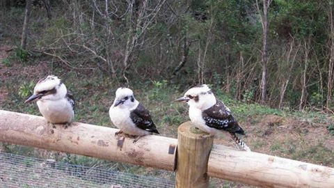 Wattletree Cottage - Tourism Search 3