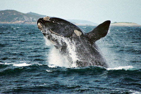 Emu Point Motel & Apartments - Tourism Search 5