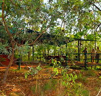 Arnhemland Barramundi Nature Lodge - Tourism Search