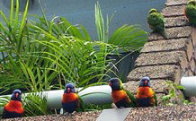 Aquajet Motel - Coffs Harbour - Tourism Search 4