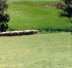 Gooromon Park Cottages - Tourism Search