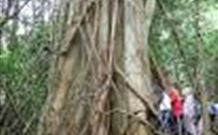 Williams River Holiday Park - Tourism Search 1