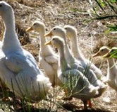 Duck Duck Goose Bed and Breakfast - Tourism Search