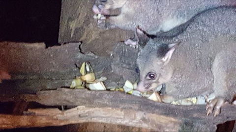 Kalimna Woods - Tourism Search 7