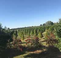Rutherglen Christmas Trees Farm Stay - Tourism Search