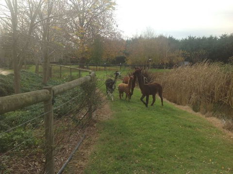 Wandana Bed And Breakfast - Tourism Search 1