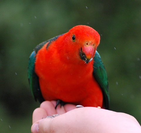 Bellthorpe Stays - Nature's Retreat - Tourism Search 1