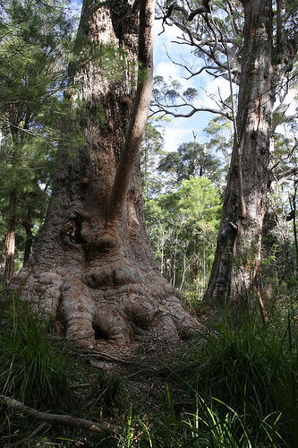Valley Of The Giants Cottage - Tourism Search 0