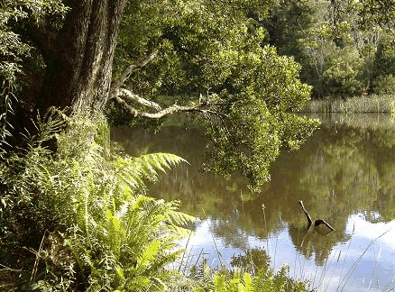 Weldborough TAS Tourism Search