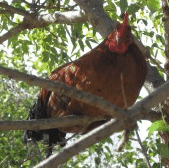 Perth City Farm Organic Markets - Tourism Search 3