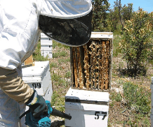 The House of Honey - Tourism Search