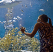 The Aquarium of Western Australia - Tourism Search