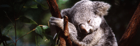 Koala and River Cruise by Mirimar Cruises - Tourism Search