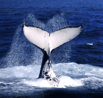 Brisbane Whale Watching - Tourism Search