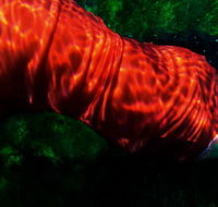 Dark Horse Experiment - Tourism Search