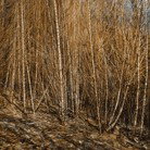 Dark Horse Experiment - Tourism Search 1