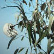 Dianne Tanzer Gallery & Projects - Tourism Search 1