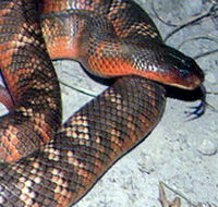 Armadale Reptile  Wildlife Centre - Tourism Search