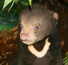 Perth Zoo - Tourism Search