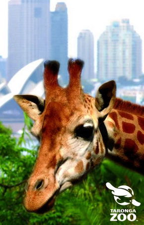Taronga Zoo - Tourism Search 3