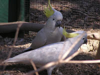 Wirrimbirra Sanctuary - Tourism Search 1