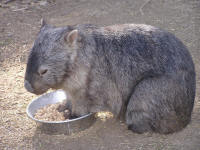 Wirrimbirra Sanctuary - Tourism Search 2