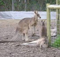 Jirrahlinga Koala  Wildlife Sanctuary - Tourism Search