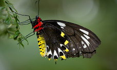 Melbourne Zoo - Tourism Search 2