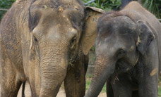 Melbourne Zoo - Tourism Search 3