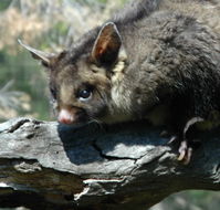 Moonlit Sanctuary Wildlife Conservation Park - Tourism Search