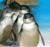 Phillip Island Penguin Parade - Tourism Search