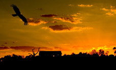 Werribee Open Range Zoo - Tourism Search 1