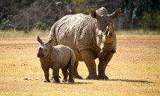Werribee Open Range Zoo - Tourism Search 3
